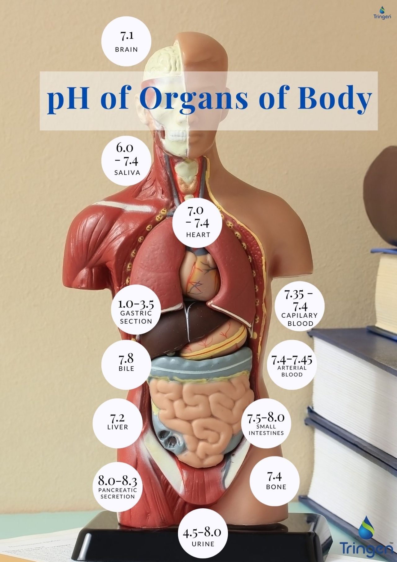 ph-of-human-body-organs-tringen-india